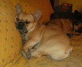 /album/galerie-de-photos/darw-jpg/
