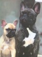 /album/galerie-de-photos/tahiti-pitchoune-vos-chiens-jpg/