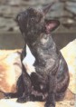 /album/galerie-de-photos/tahiti-vos-chiens-2-jpg/