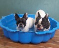 /album/galerie-de-photos/piscine2-jpg/
