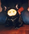 /album/photos-insolites/doc-20cochon-jpg/