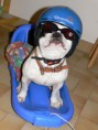 /album/photos-insolites/p10003605fm-jpg/